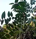 Foliage