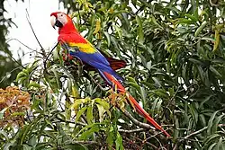 A red parrot with a light-pink face, a white beak, a black jaw, yellow shoulders, and blue wings