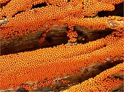 Trichia varia