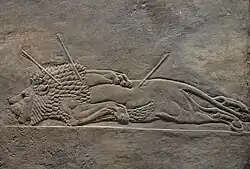 Dead lion