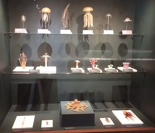 A sample of the Blaschka Glass Sea Creatures