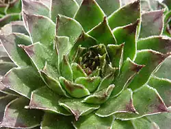Rosette with drops of dew
