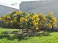 Ornamental plant