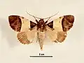 Male, dorsal view