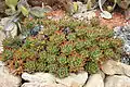 Aloe nobilis clumps