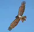 In flight in Kuwait