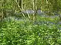 Short Wood