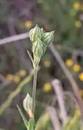 Buds