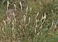 Around the fields in Hyderabad, India