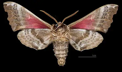 Male ventral