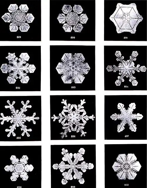 Snowflakes (December 2008)