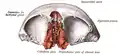Ethmoid bone (red) and frontal bone, seen from bottom. Olfactory foramina are illustrated.