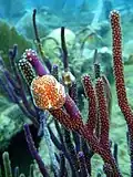Soft coral