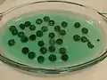 The coins being cleaned in 15% formic acid.