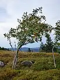 Rowan at Grand Ventron [fr].