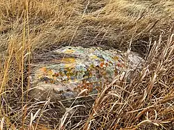 rock with lichen