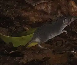 Gray shrew