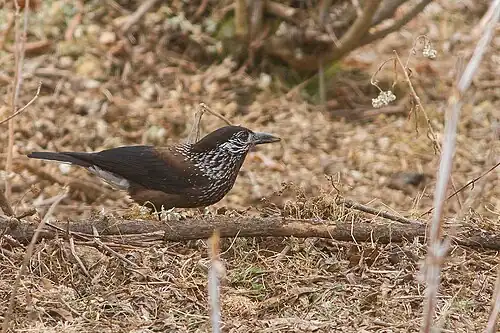 Southern Nutcracker