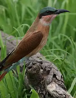 Juvenile plumage