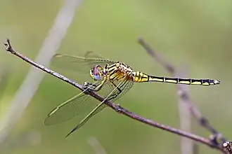 female