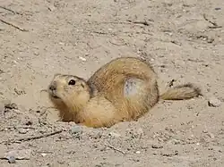Brown squirrel
