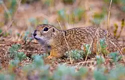 Brown squirrel
