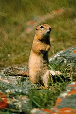 Brown squirrel