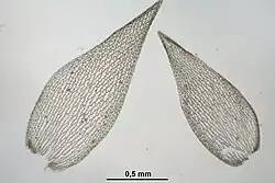 Branch leaves
