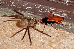 Hunting a huntsman spider - Western Australia