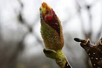 Plant in blossom.