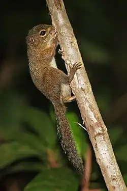 Slender Squirrel