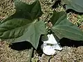 Leaves and flower