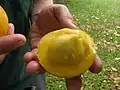Fruit flesh