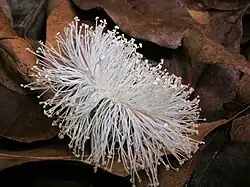 Tasmanian Blue Gum