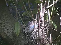 Steller's Jay nesting in a California Bay tree near Sveadal. The birds typically nest in the springtime.