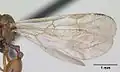 S. westwoodii alate wing