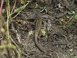 S. ornatissimus, San Jerónimo de Surco, Huarochiri, Lima, Peru