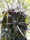 Areoles and spines
