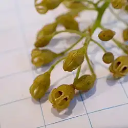 Flowers, detail (on 1 cm grid)