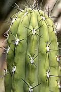 Branch