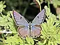 Dorsal view (male)