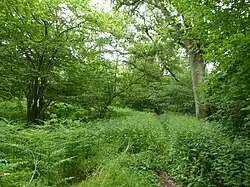 Swanton Novers Wood