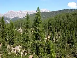 Image 46A conifer forest in the Swiss Alps (National Park). (from Ecoregion)