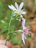 Flower heads showing involucres
