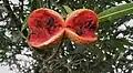 T. catharinensis: dehiscence of paired, ripe fruits, revealing black seeds in red pulp.