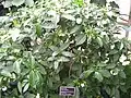Habit of T. divaricata
