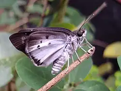 Underside
