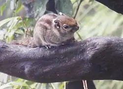 Brown squirrel