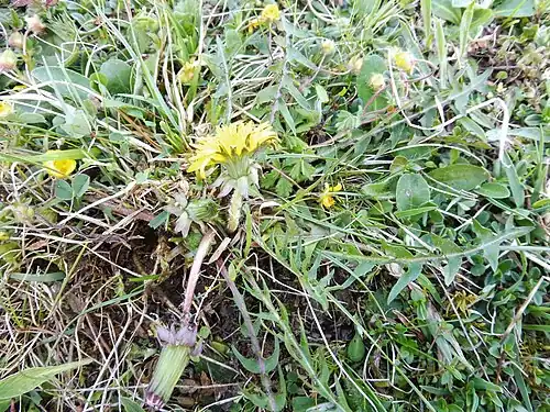 Growth habit