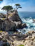 Lone Cypress showing its altered appearance, 2019
